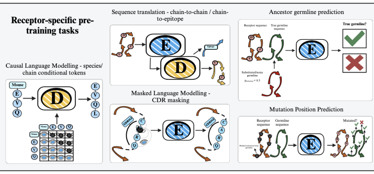 Protein language models (PLMs) learn contextual representations from protein sequences and are profoundly impacting various s